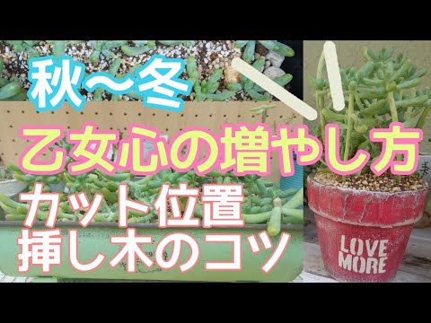 Succulents] How to propagate Otome no Kokoro! What is the position