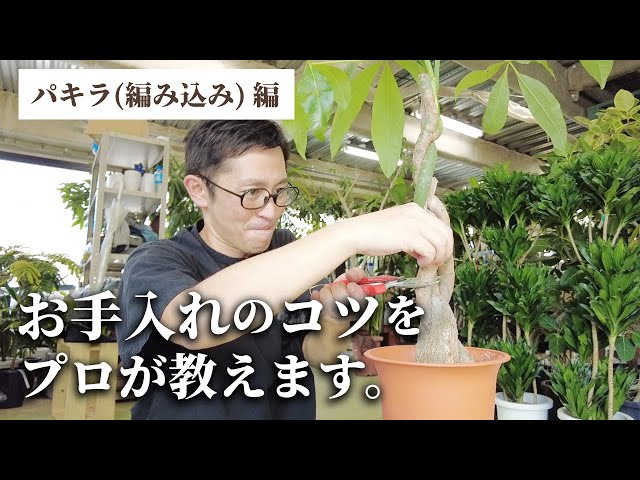 観葉植物のプロが教える】 編み込みパキラ お手入れのコツ！ - YouTube