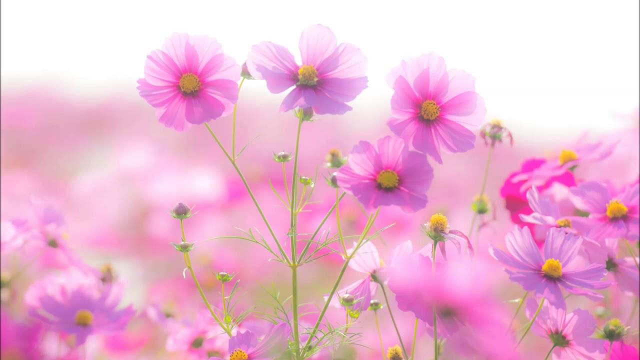 シューベルト: 弦楽四重奏曲第14番｢死と乙女｣：第2楽章［ナクソス