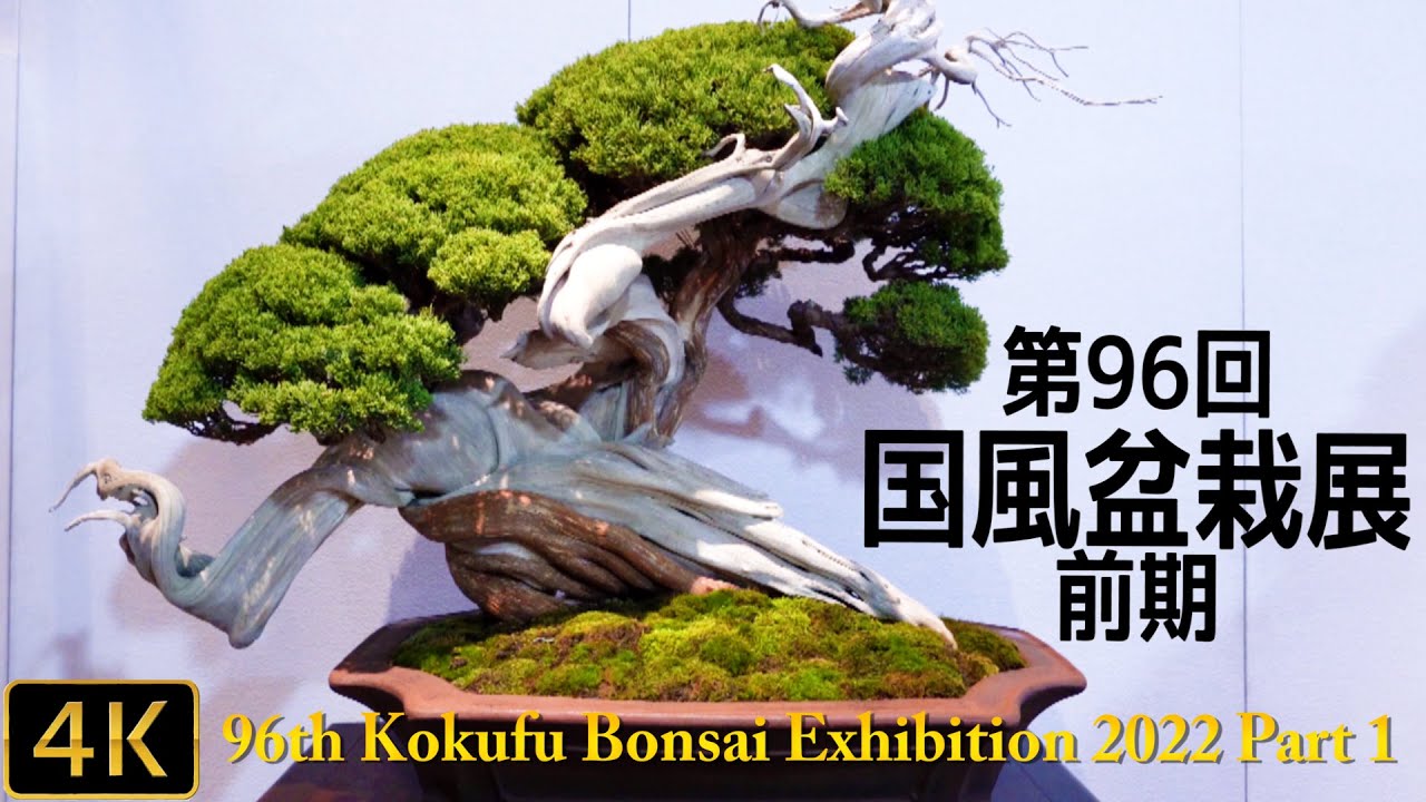 The 96th Kokufu Bonsai Exhibition 2022 Part 1 - YouTube