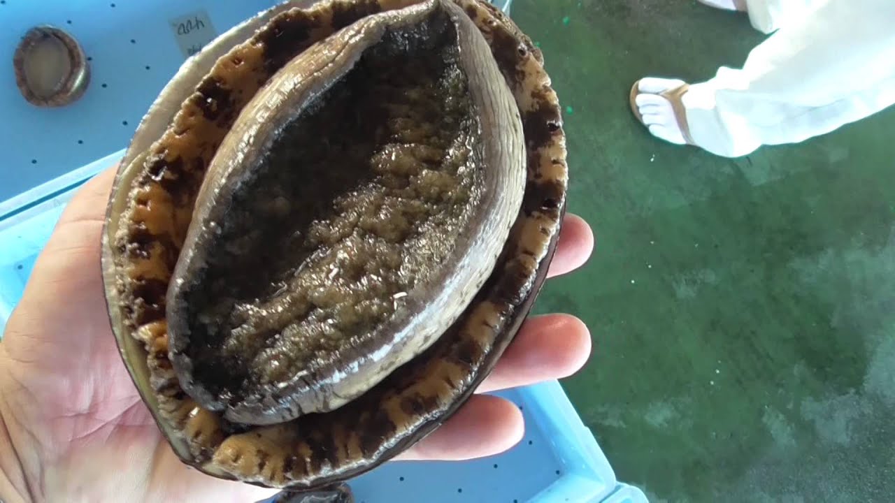 アワビの年齢判断方法。殻の成長輪を見る（最も正確な方法）貝殻には