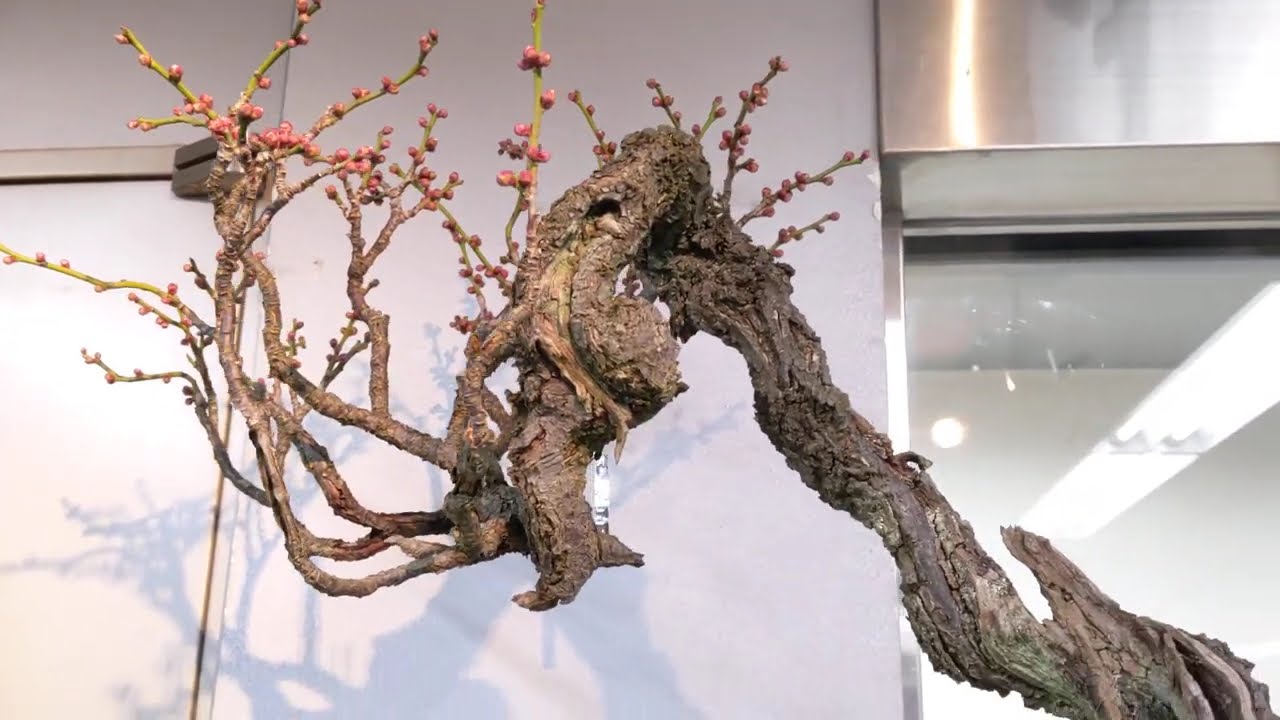 🌳#盆栽 #野梅#やばい #2025年#立春#盆栽大市 #主催#上野#GC - YouTube