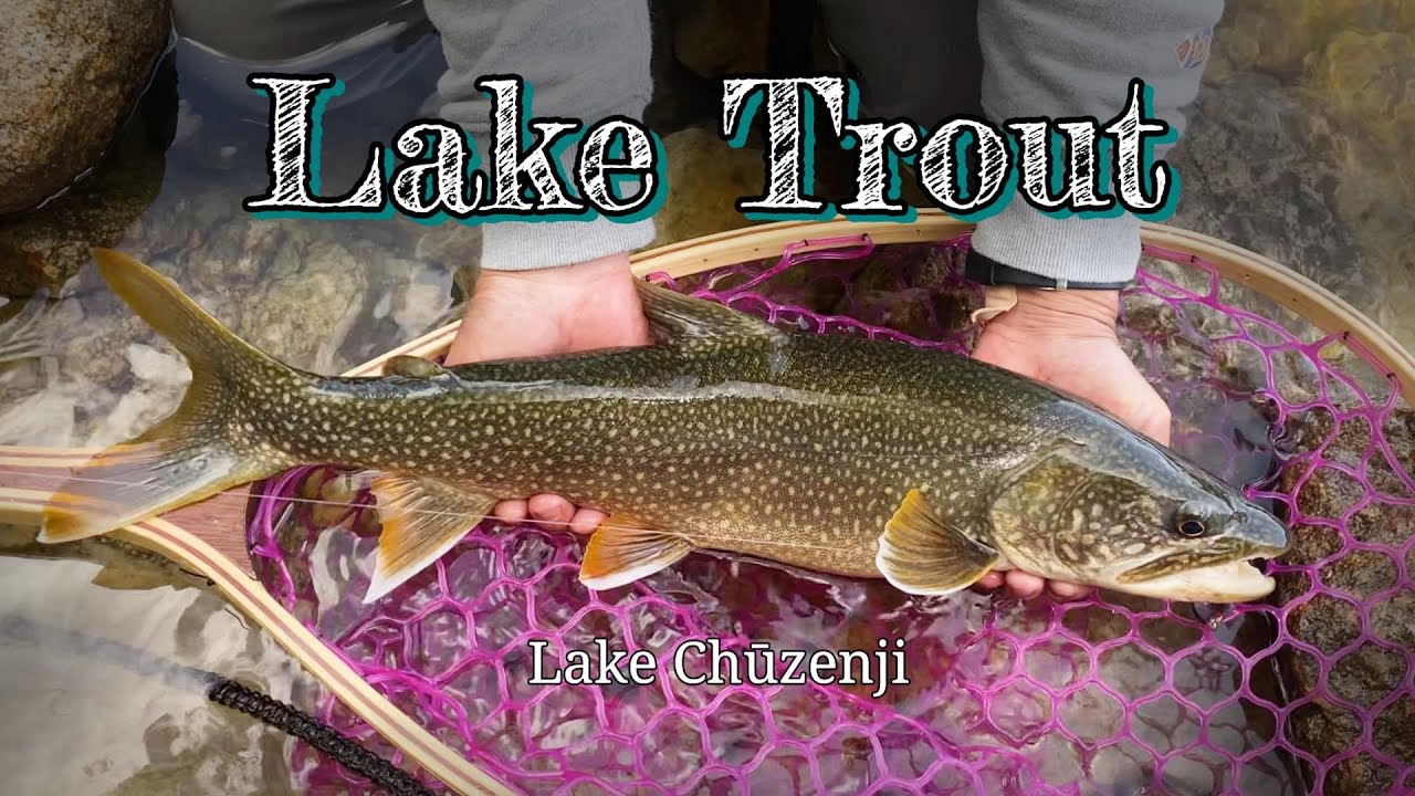 トラウト】中禅寺湖レイクトラウト スプーン - YouTube