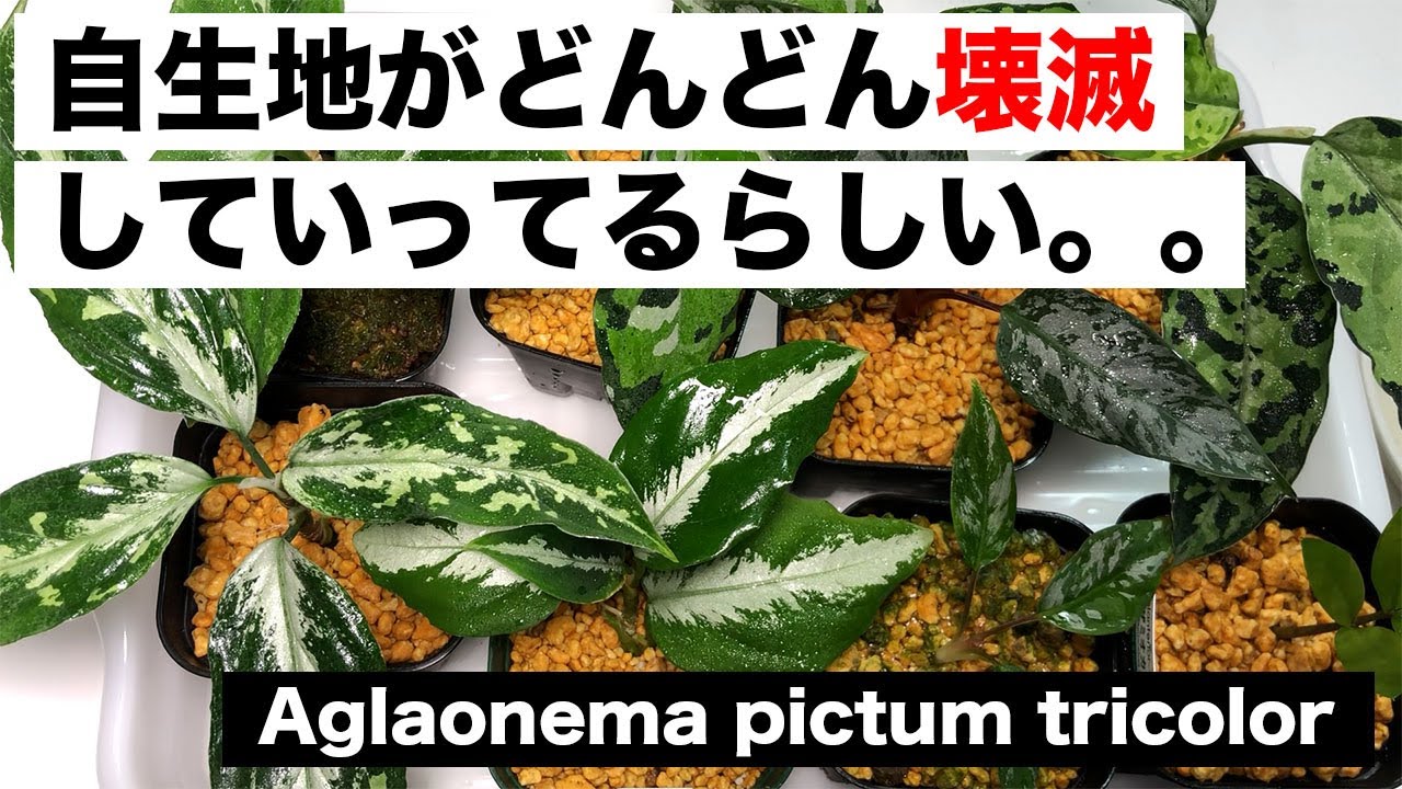 希少植物】ぼくの家のアグラオネマ ピクタム達！【レア植物】 - YouTube