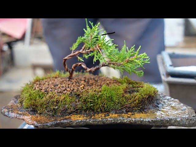 真柏の丘 - YouTube