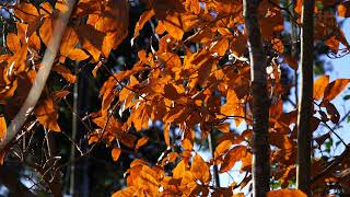 ヤマコウバシ 冬の葉彩 2021 冬第2楽章 - YouTube