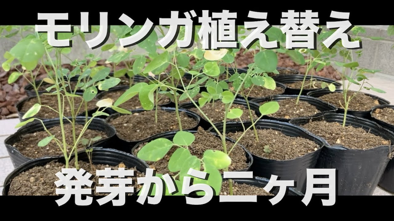 モリンガ種から発芽させて2ヶ月目の植え替えしました。 - YouTube