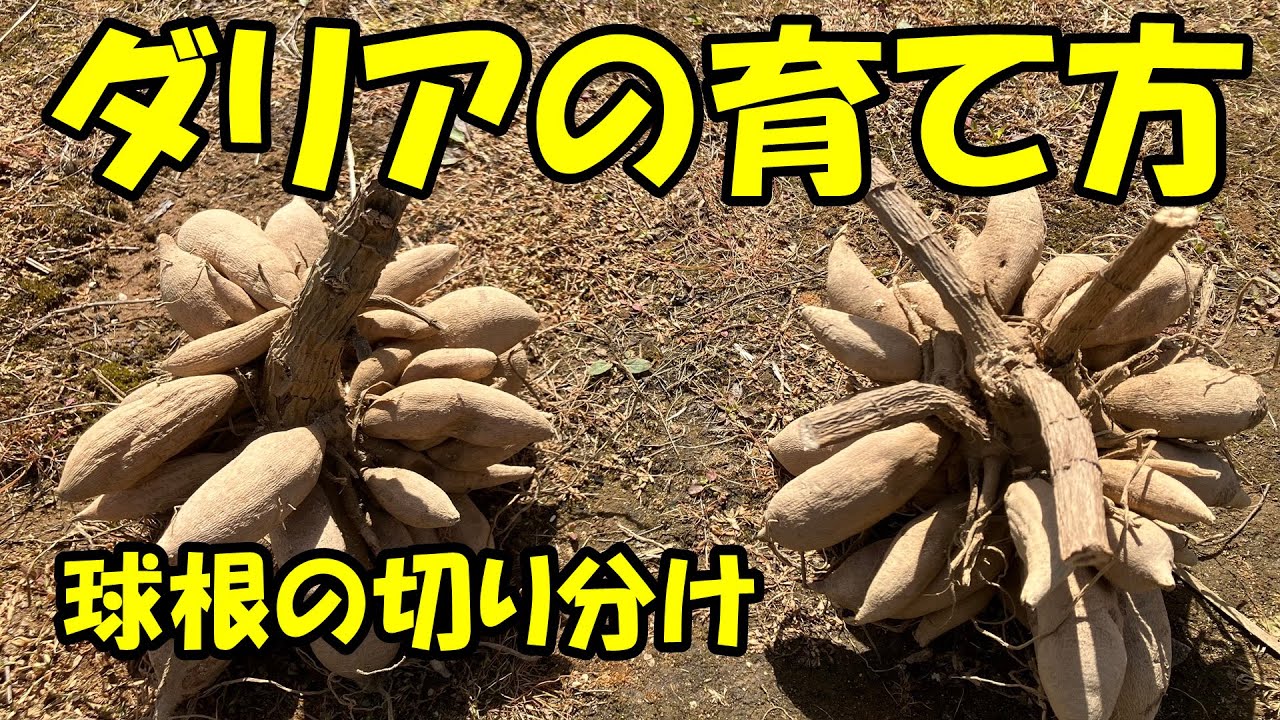 ダリアの育て方 球根の切り分け How to grow dahlias. - YouTube