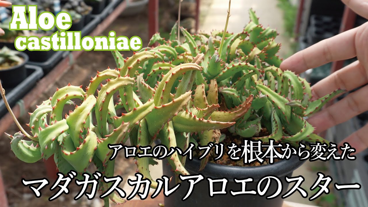 Introducing the Aloe castilloniae variety! This is a must-have! We