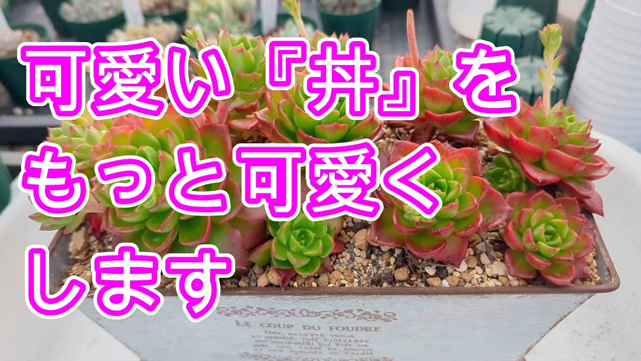 多肉植物】【丼作り】可愛い丼をもっと可愛くなるように仕立て直し