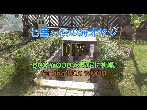 Box Woodの剪定に初挑戦！ Box Wood trimming - YouTube