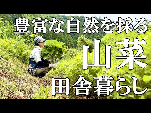 山菜採り】山フキ モミジガサ セリ ワラビを収穫 簡単フキの下処理あく