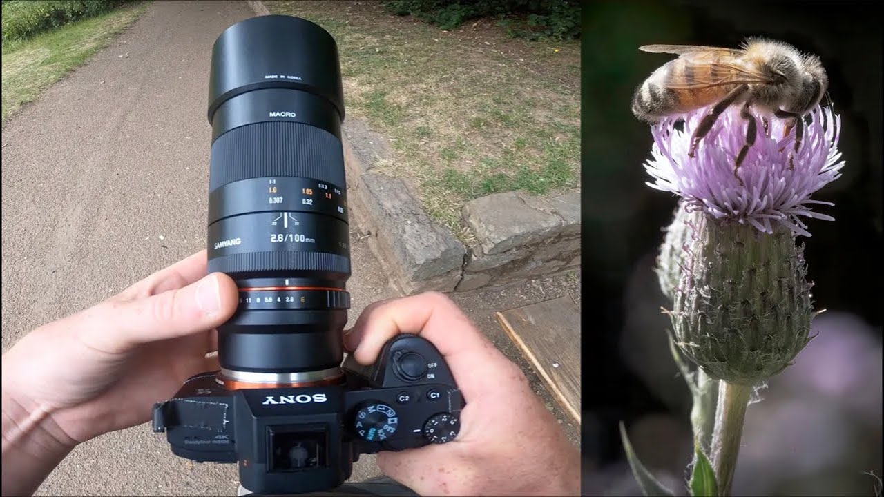 Why the F do I own this? Samyang 100mm f2.8 Macro Lens - YouTube
