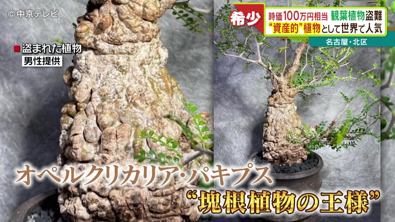 時価100万円相当の観葉植物