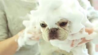 ゴクビギア ラテスパペット ZW-500P ウインズプランニング | 動物医療