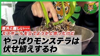 Planting face down] I planted a skeleton mutation of Monstera and