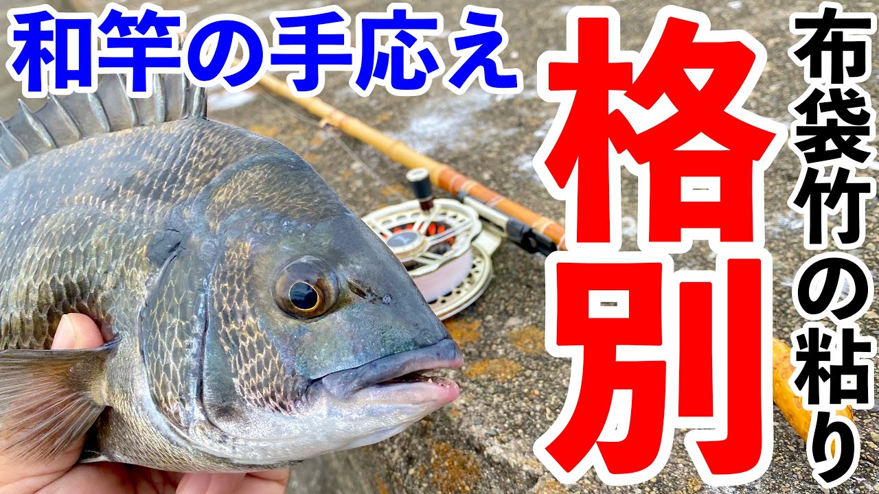 ヘチ釣り】和竿で釣る黒鯛は格別な手応え！布袋竹の素晴らしさ！ - YouTube