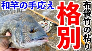 ヘチ釣り】和竿で釣る黒鯛は格別な手応え！布袋竹の素晴らしさ！ - YouTube