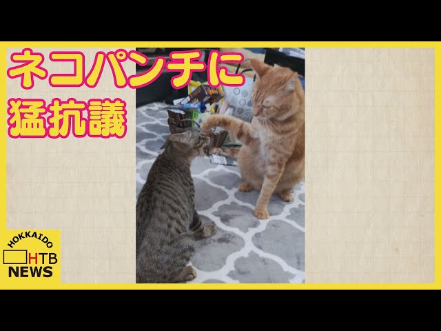 ニャンで叩くのよ」予想外の猫パンチに猛抗議！ 普段はとっても仲良し