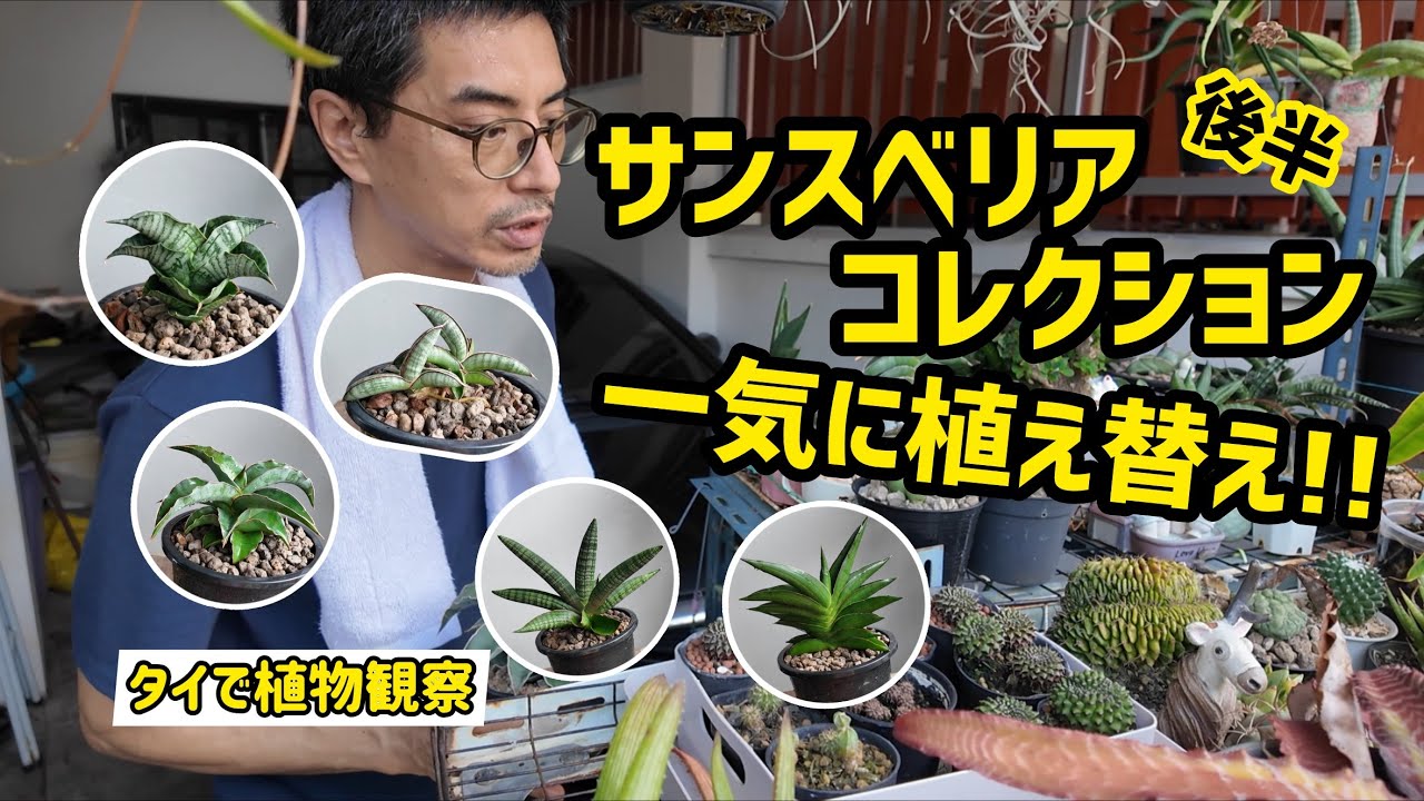 サンスベリア】べラ プラチナムをメインに、いくつかの子株の植え替え