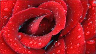 Sharon Forrester - Red Rose (Radio Mix).wmv - YouTube