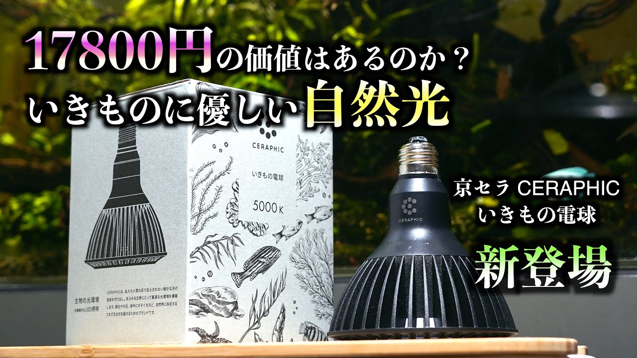 高い？安い？】水族館で使われているあの商用ライトが登場！京セラ