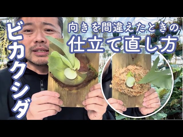 ビカクシダの付け直しを解説 #ビカクシダ #platycerium #板付 #観葉