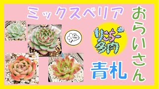 おらいさん】わが家のミックスベリアと青札を紹介したい♪ - YouTube