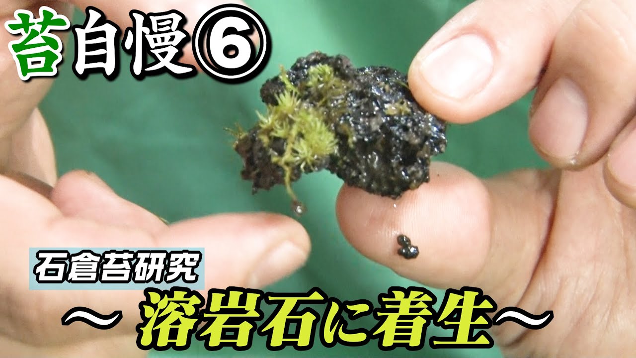 11【苔自慢 第6回】苔研究「溶岩石に着生」 - YouTube