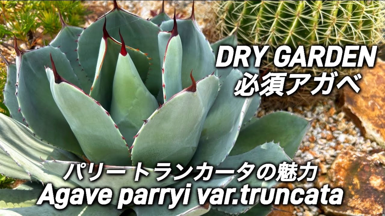 アガベ・パリー トランカータ】ドライガーデンに植えたいアガベNo1？の