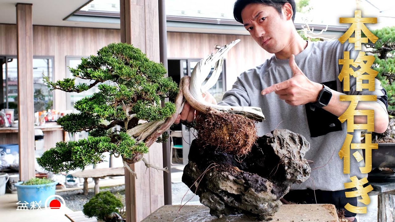 石付き盆栽の植替え♪How to repot a rock-planting Bonsai! - YouTube