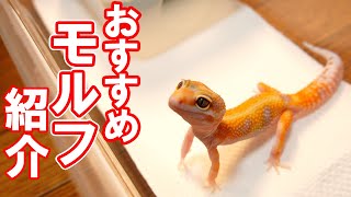 There are so many types!] Introducing recommended morphs of