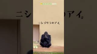 Higashiyama Zoo and Botanical Gardens Official] Ai~Happy Birthday