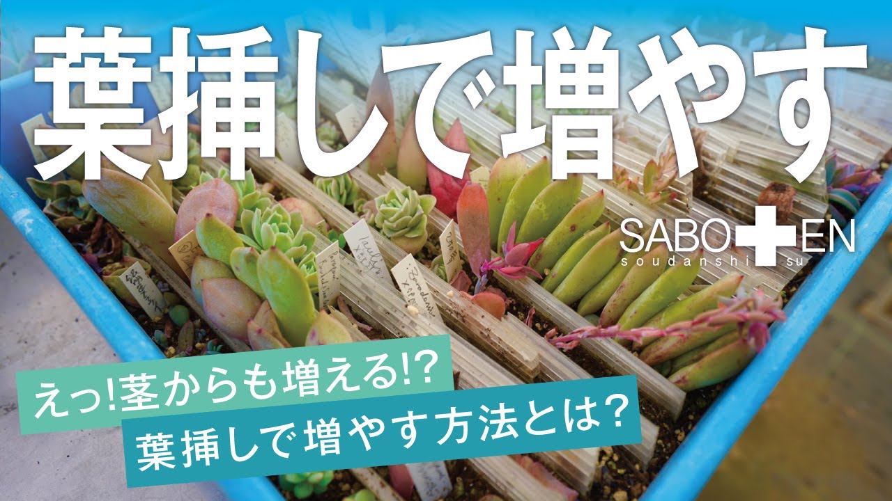 キノピヨ】星桃錦からの葉挿し キノピヨ】星桃錦からの葉挿し キノピヨ