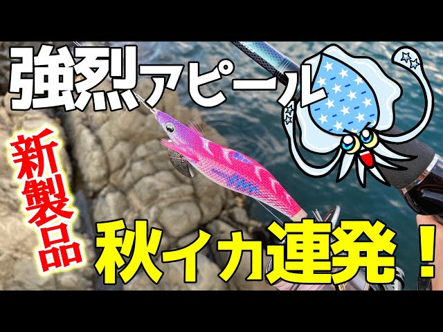 エギング】秋イカ連発！話題の新商品：エギ王サーチでアオリイカを狙う