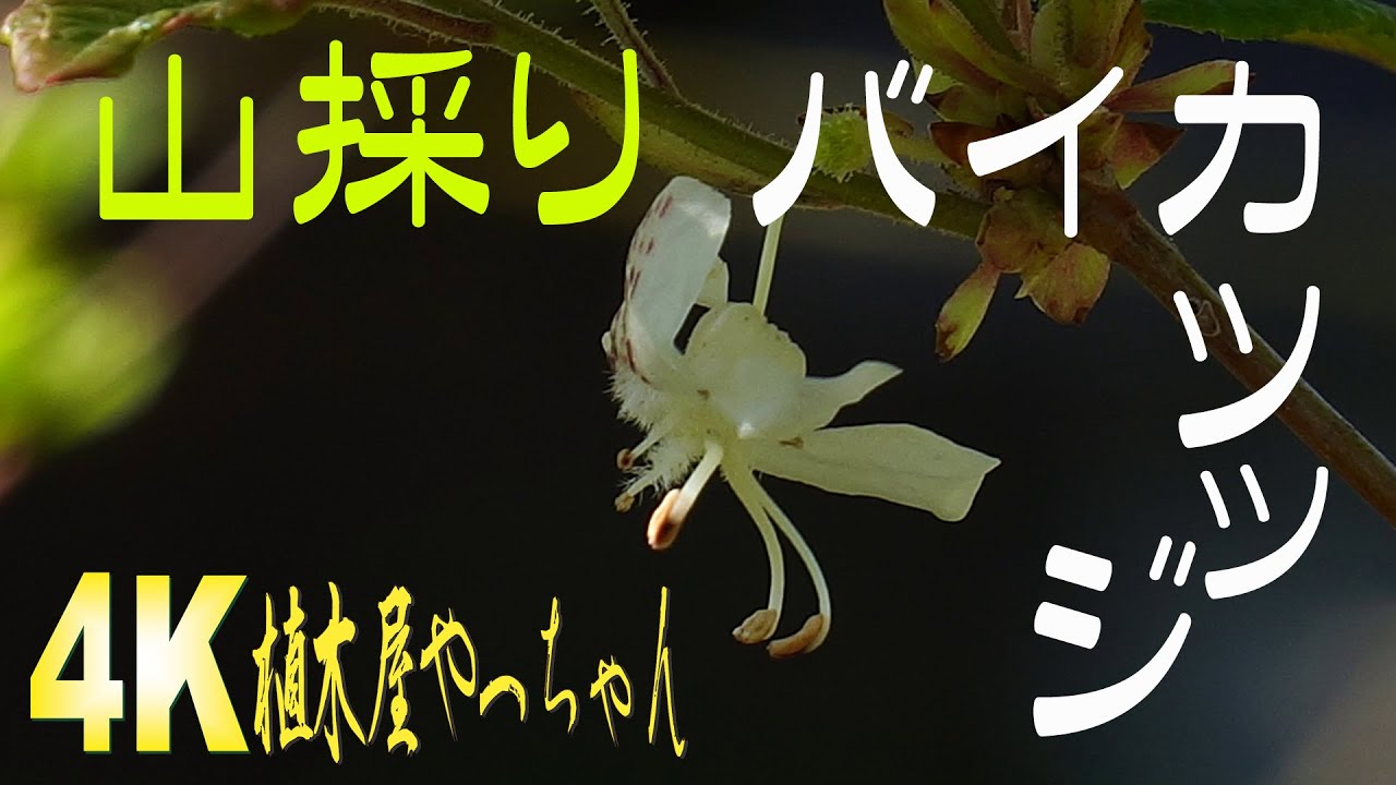 山採り自然樹形バイカツツジ花2023 - YouTube