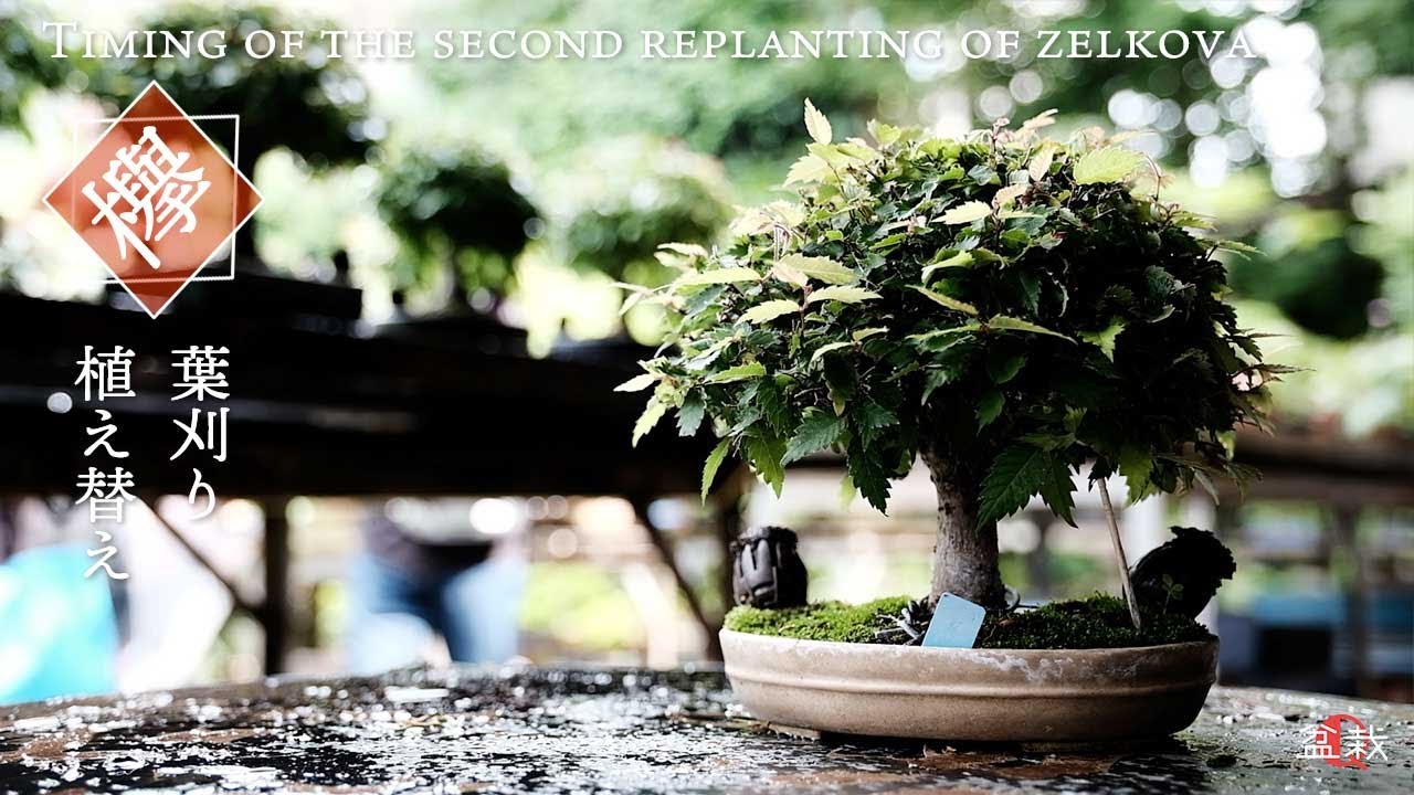 ケヤキ（欅）盆栽の育て方。箒作りと根張り【動画で学ぼう】 – 盆栽Q