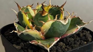 アガベ・チタノタ白鯨（覆輪）芽-010｜agave titanota white wha1le