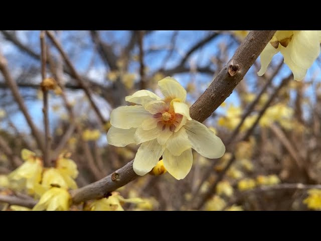 山採り自然樹形バイカツツジ花2023 - YouTube