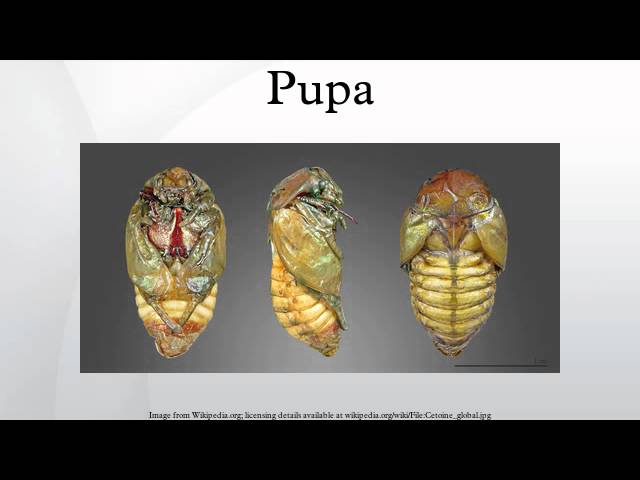 Pupa - YouTube