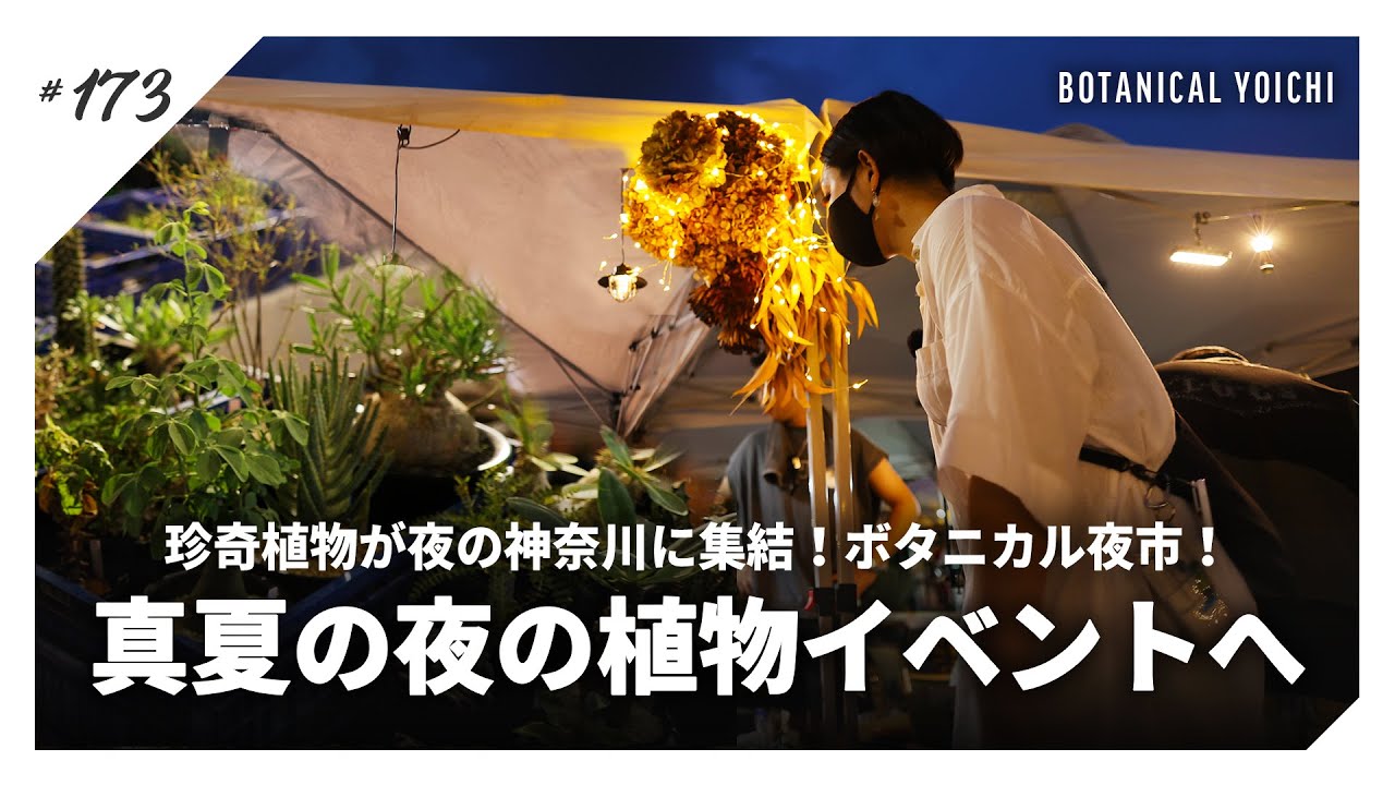 アガベ】台湾のYoutuber夫婦から届いた作家鉢に、3頭白鯨を仕立てる