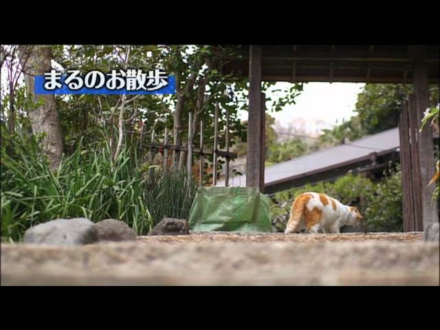 DVD「どスコい座り猫、まる。～養老孟司先生と猫の営業部長」予告編