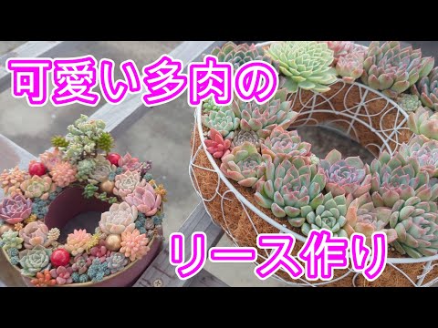 多肉植物】【寄せ植え】可愛いリース作りと去年のリースの仕立て直し