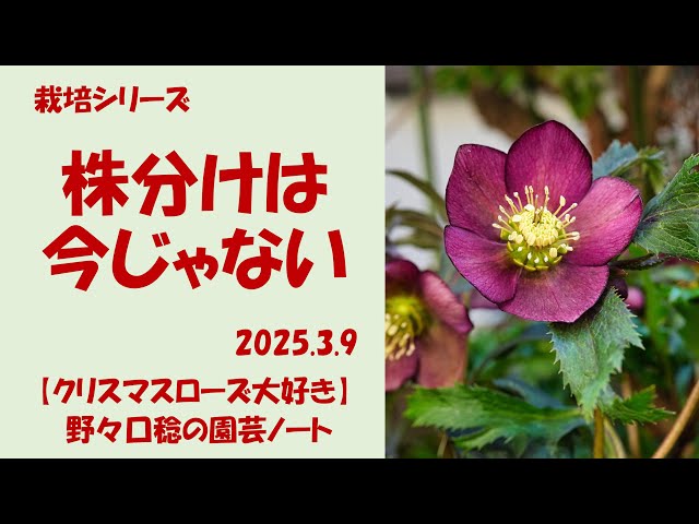 2025.3.9 株分けは今じゃない - YouTube
