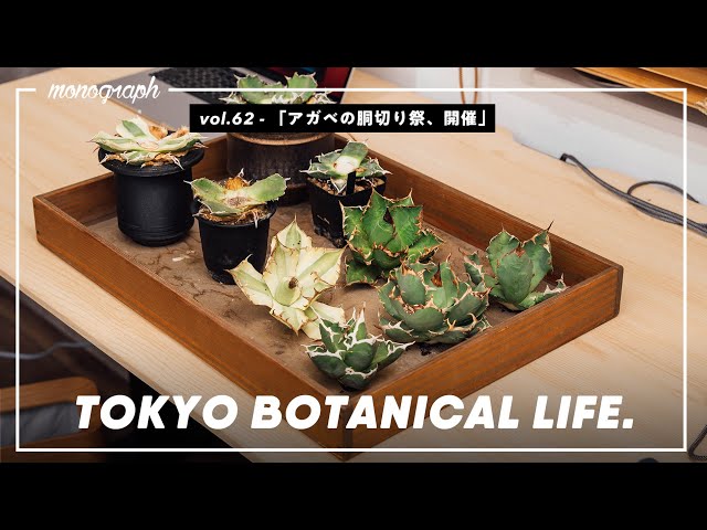 アガベの『胴切り』祭り開催！誰でも簡単にお気に入りの株を増やす方法