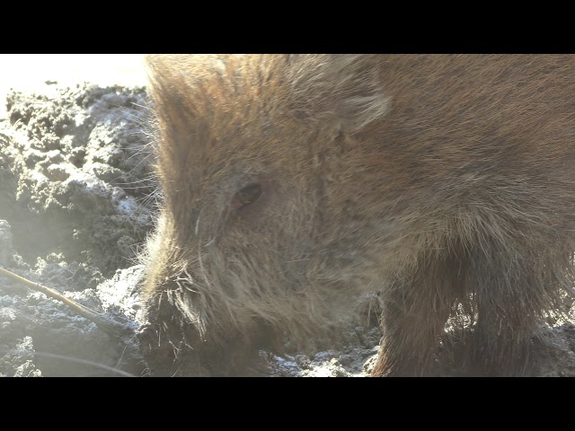 Wild boar Japanese (YAGIYAMA ZOOLOGICAL PARK, Miyagi, Japan) April