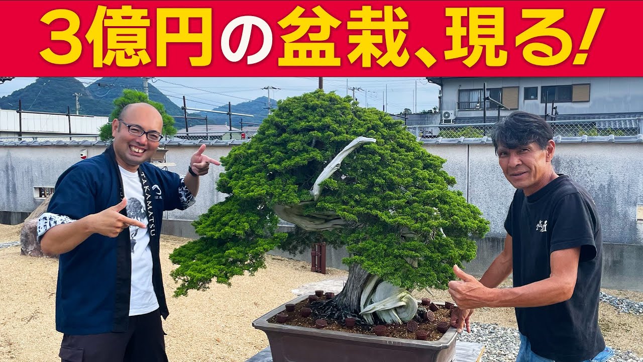 Exclusive】A $3 Million Masterpiece! The World of Bonsai Master