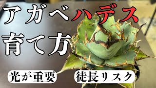 This video is about my impressions of growing the popular Agave