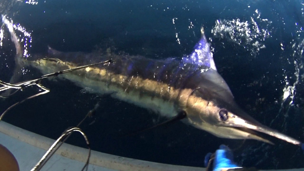 衝撃‼ 】とても綺麗なストライプ柄 本日2本目の引き揚げでした