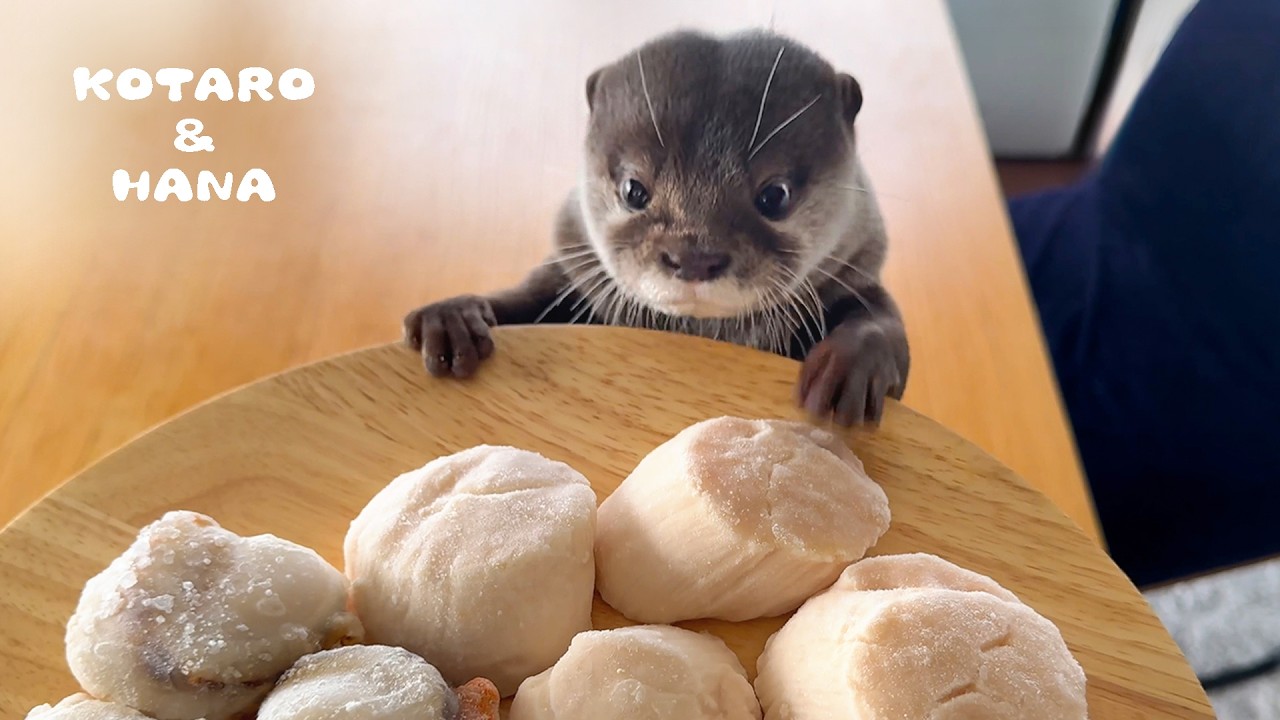 sana – Handmade Single 夏休みの転校生 / 鎖那 - YouTube